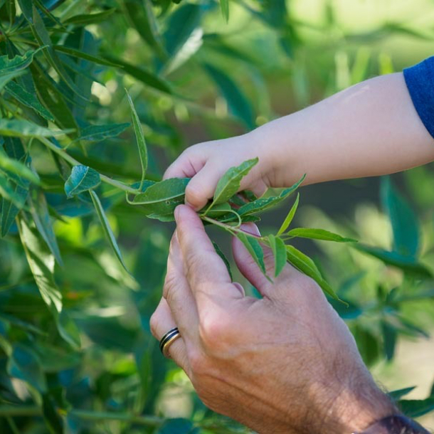 Hands inspecting almond tree leaves