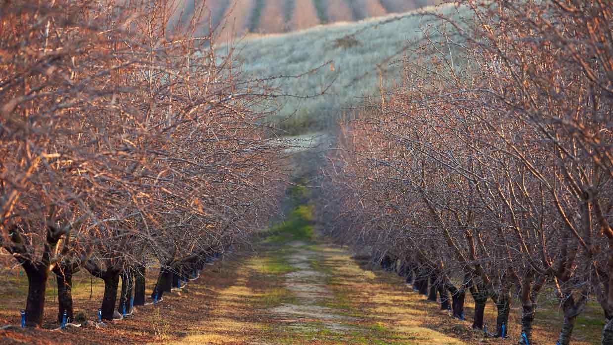 California Almonds Lifecycle I Ideal Mediterranean Climate