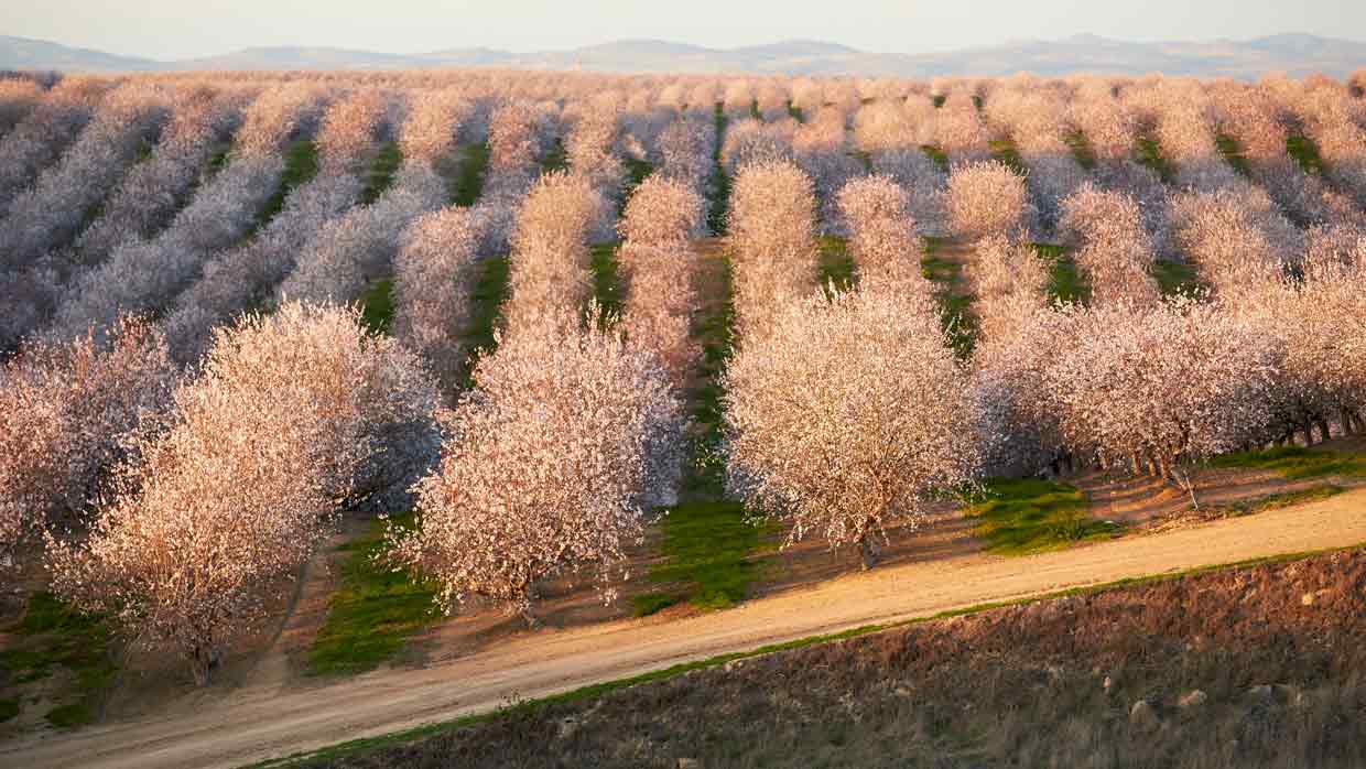 Almond trees