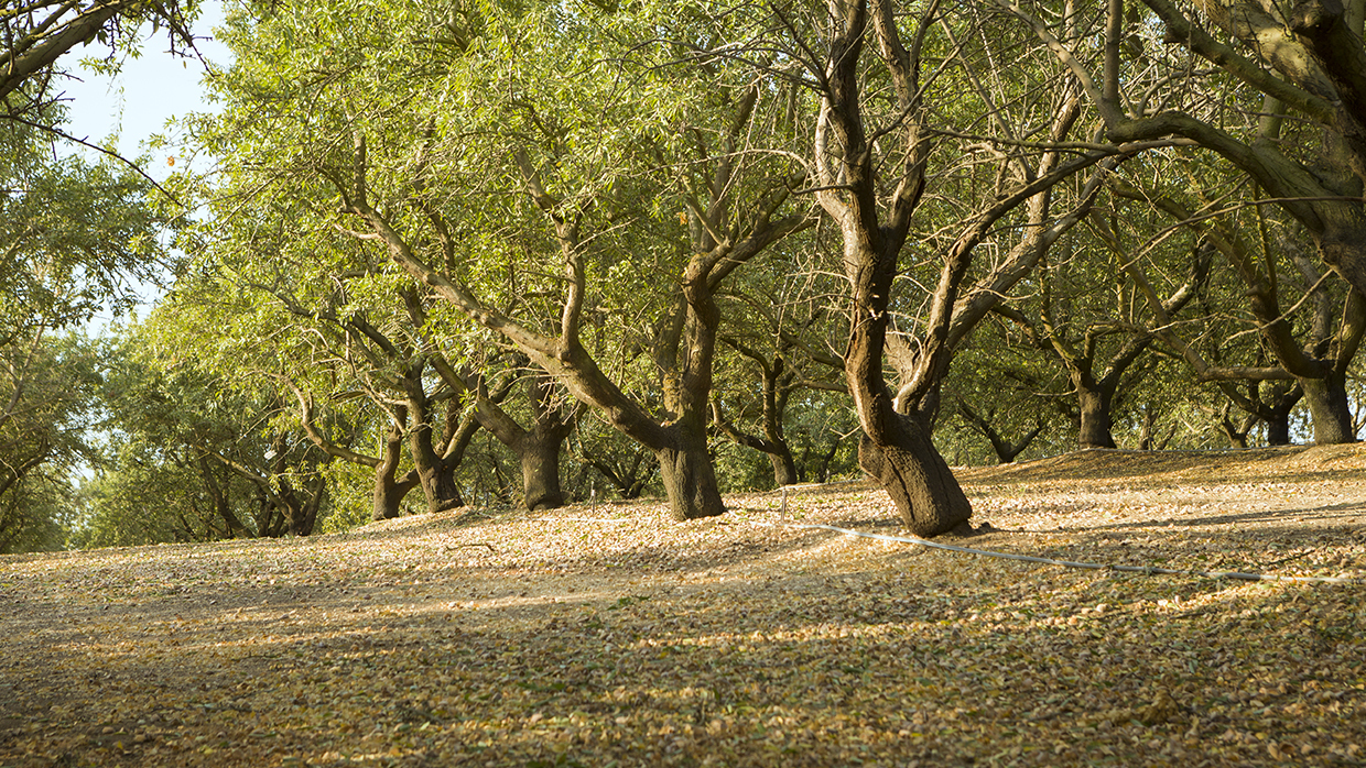 Harvest - Image