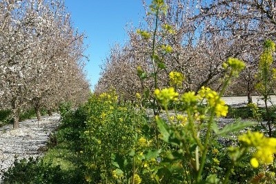 Almond Board Launches Bee+ Scholarship to Promote Bee Friendly Farming