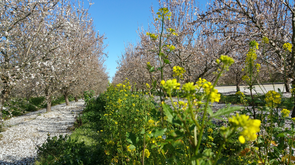 Bee Friendly Farming