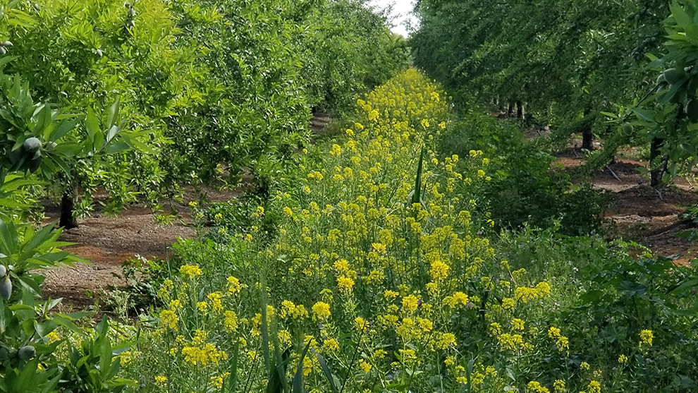 Chris Rishwain cover crops 1_for ITO.jpg