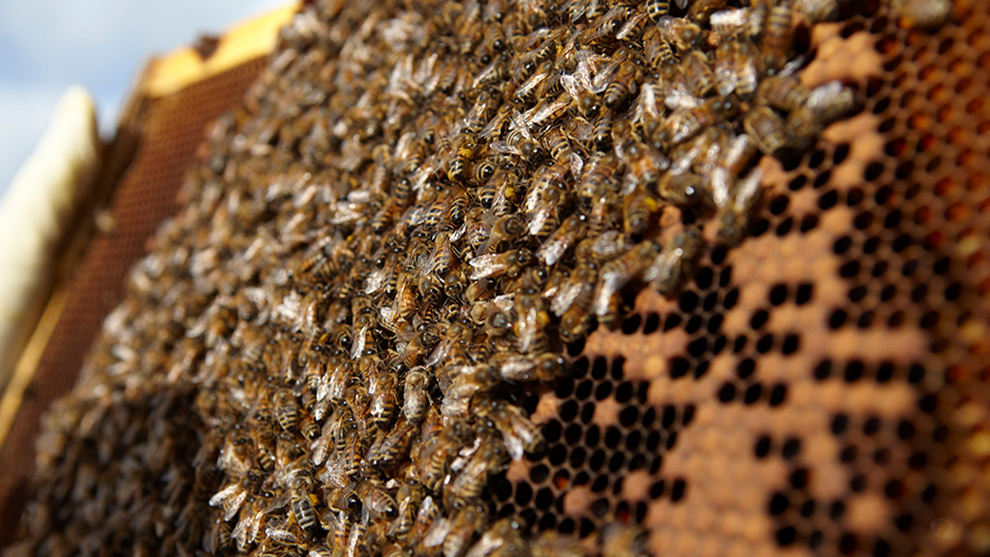 Bees in Frame.jpg 