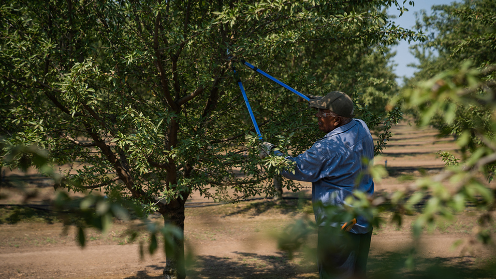 Pruning Picture.jpg