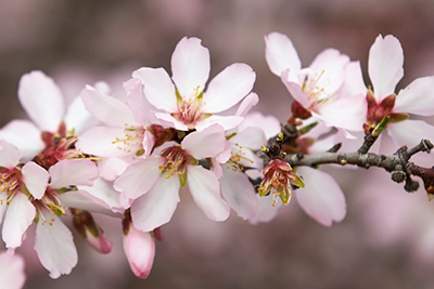 almond branch