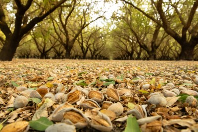 USDA-NASS Projects California Almond Crop Up 18 Percent