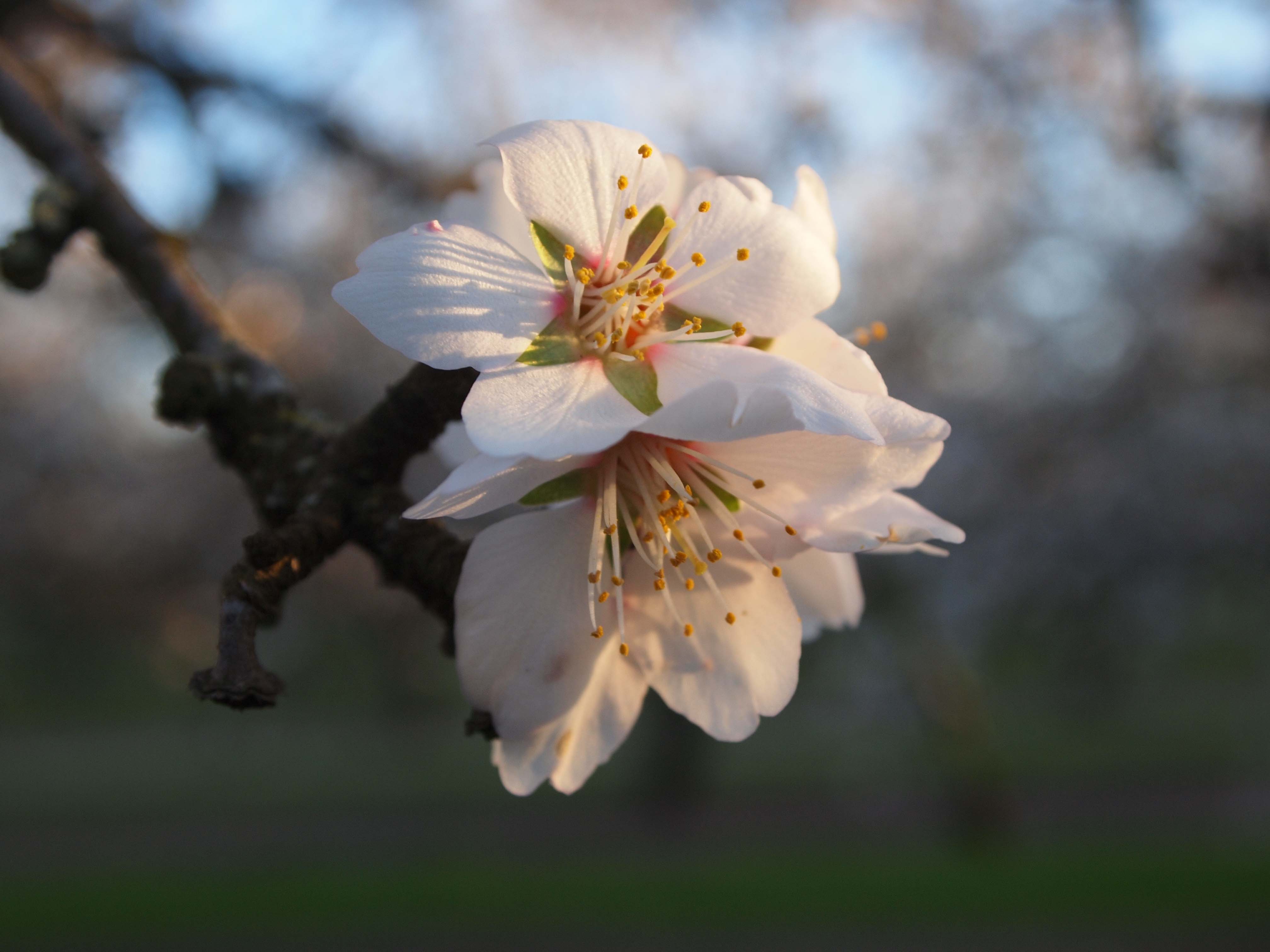 Almond Tree Bloom