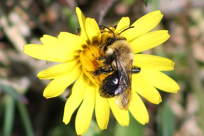 Diverse Group of Agriculture, Conservation and Natural Resource Organizations Comes Together to Protect California’s Pollinators