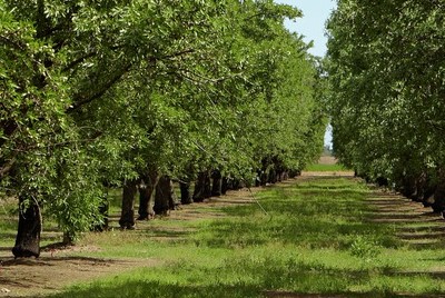 almond orchard