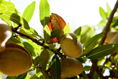 almond branch