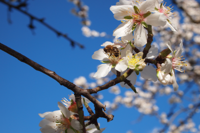 almond branch in bloom