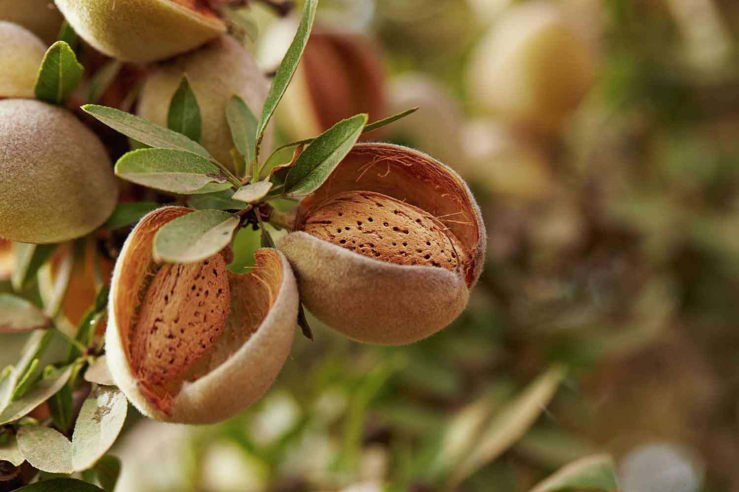 USDA-NASS Projects Smaller Crop for California Almonds