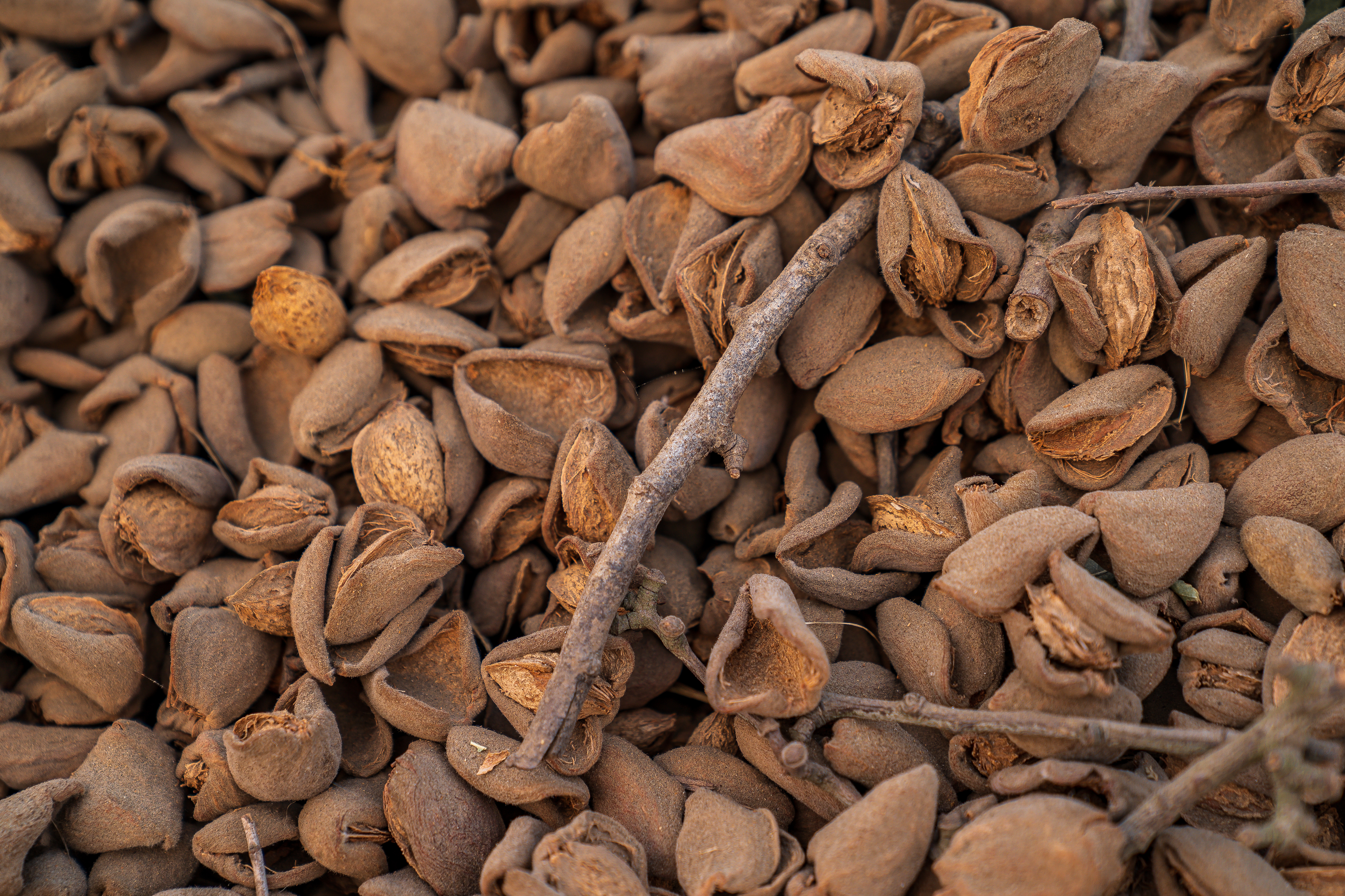 Almond Stockpile