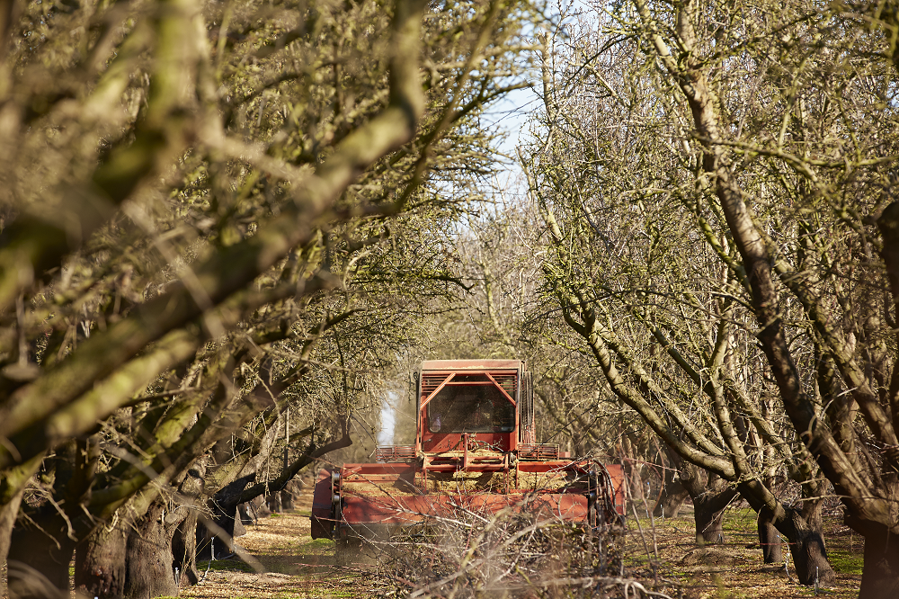 Chipping almond prunings