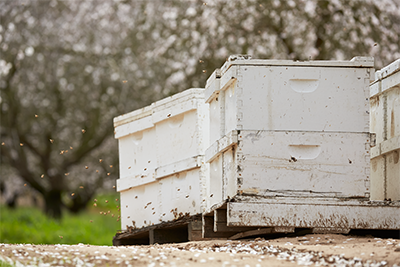 Bee Box