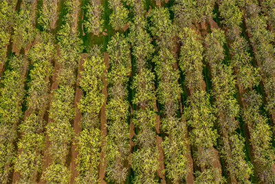 3D Tree Monitoring