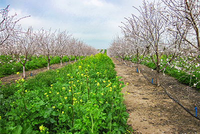 Cover crops