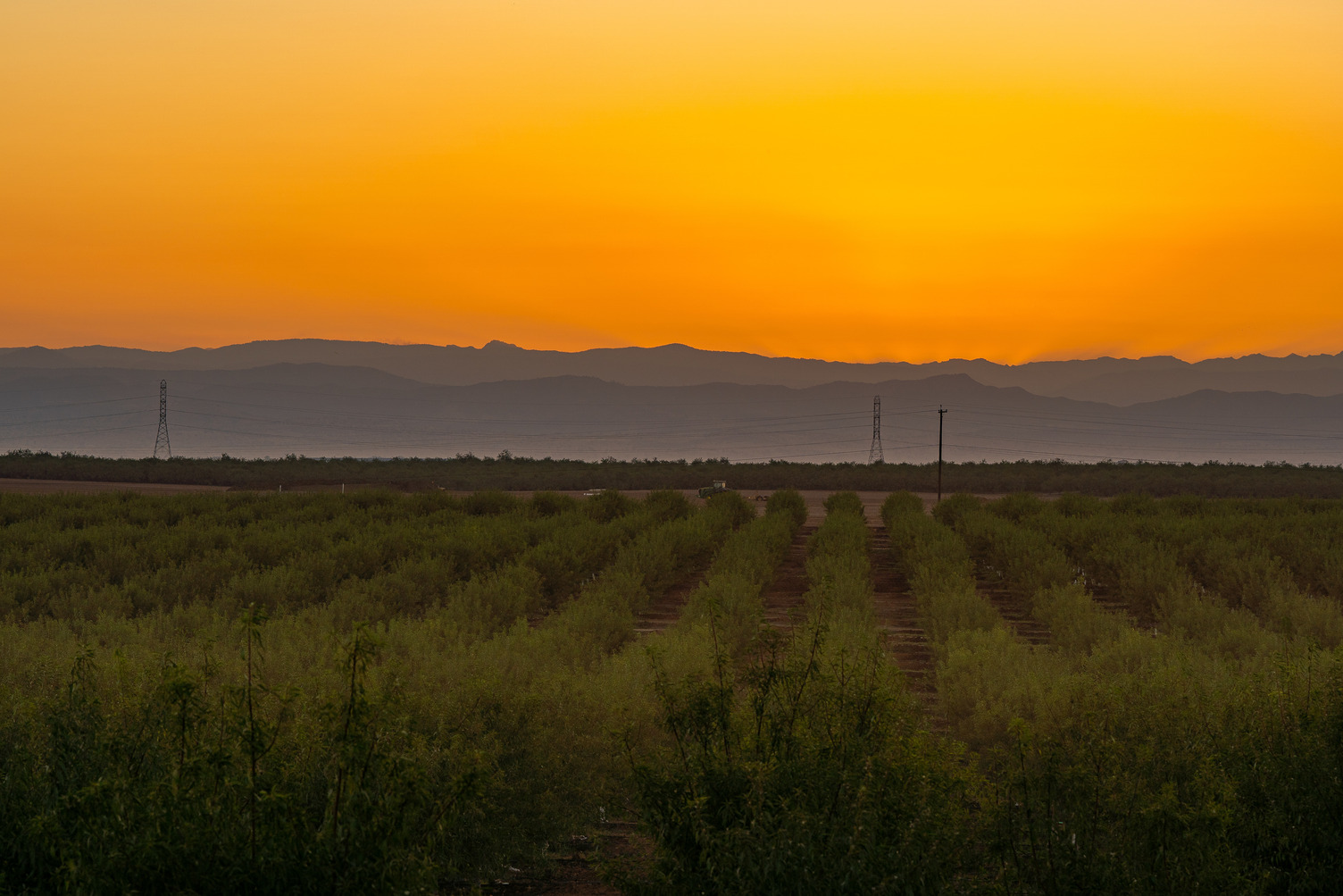 California Almond Acreage Drops in 2022 – First Time in Decades