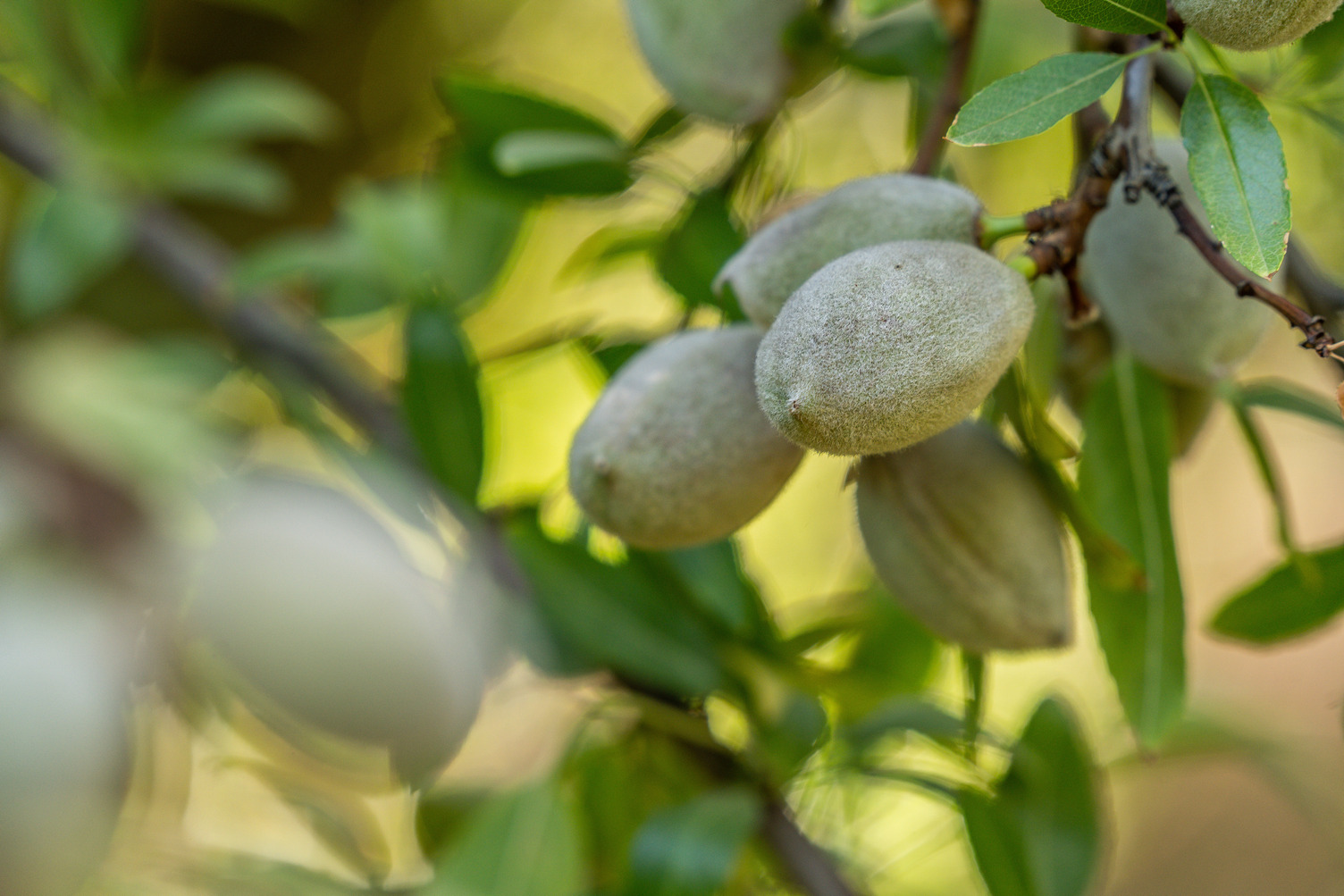 Almond Board of California Retains Search Firm to Aid 2023 CEO Transition