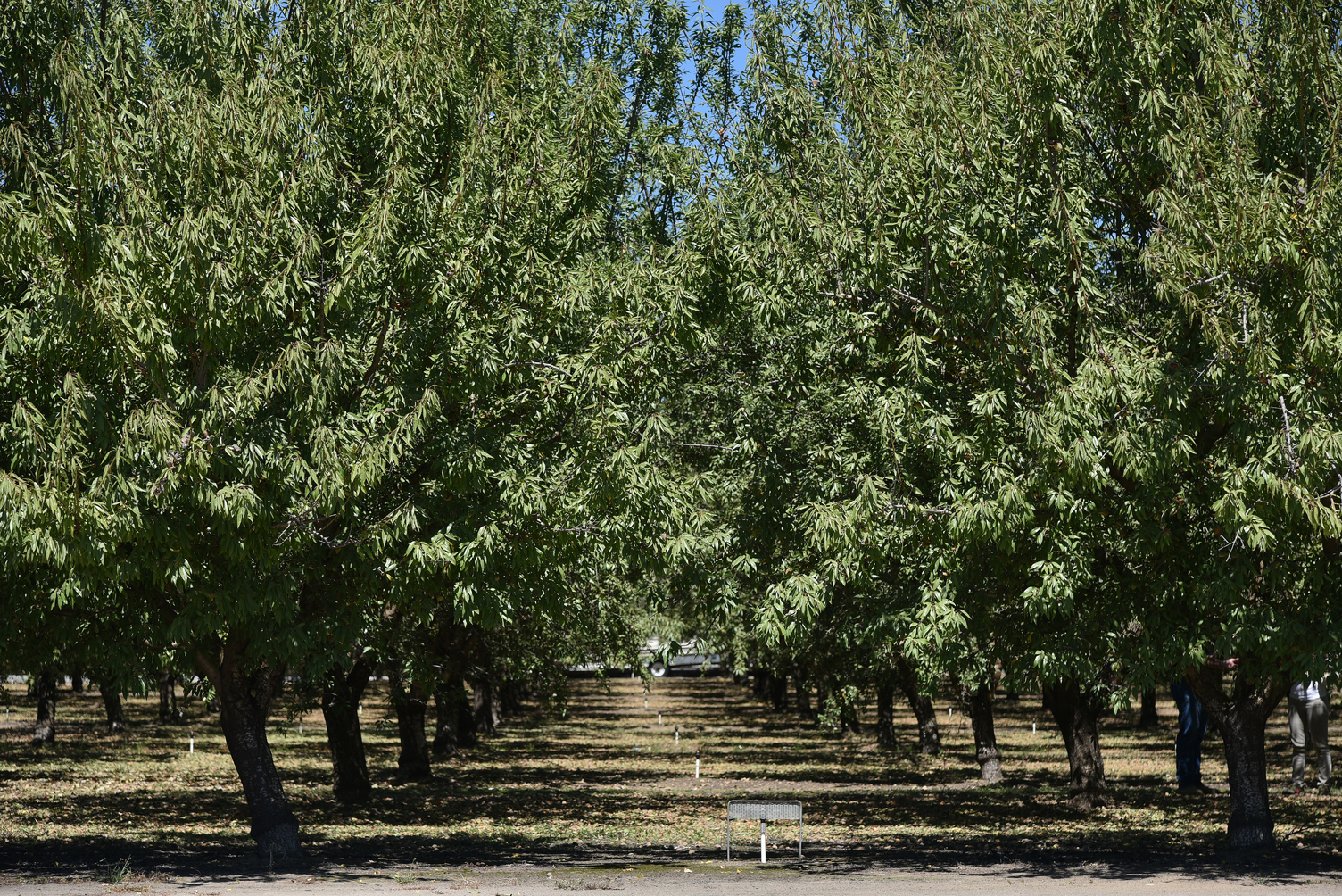 Almond Board of California 2023 Elections Begin April 21