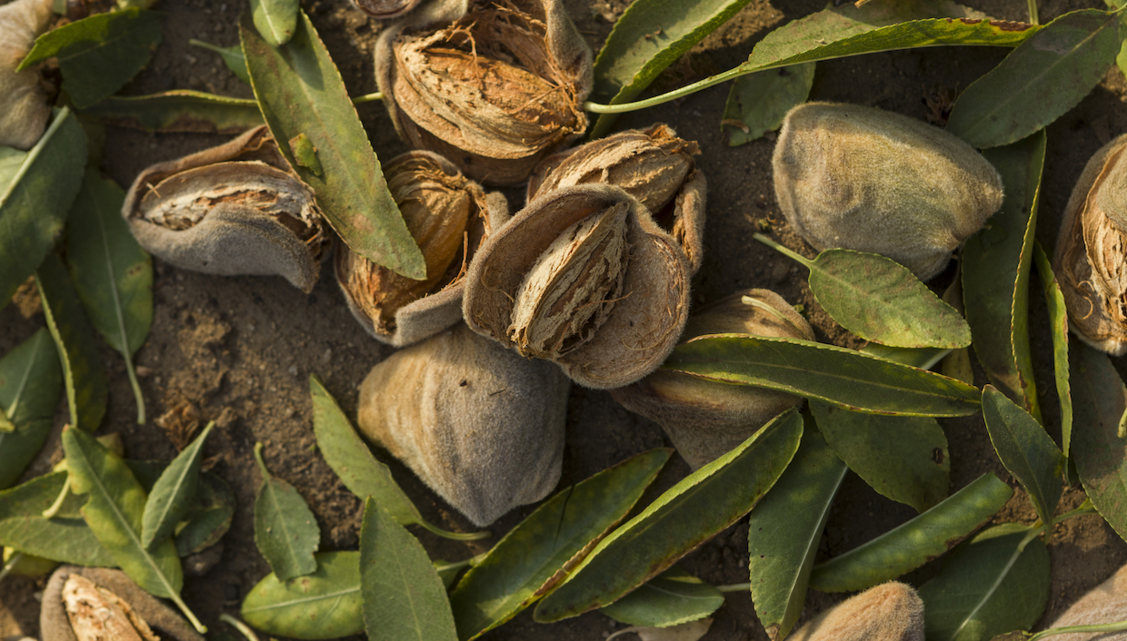 Almond shells and hulls on the ground