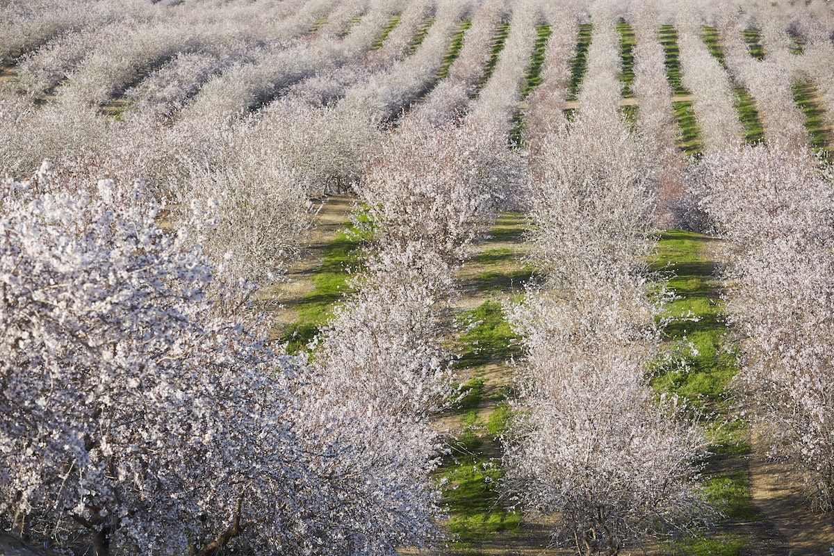 Bearing almond acreage drops slightly – first time in decades