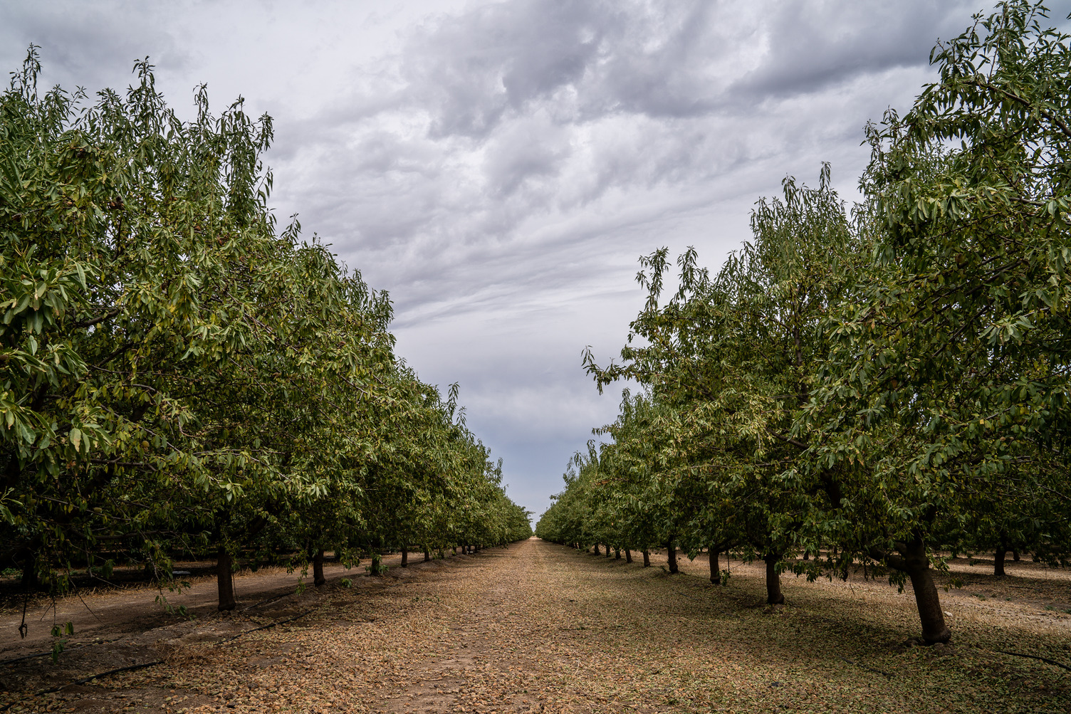 Almond Board of California 2024 Elections Begin April 29