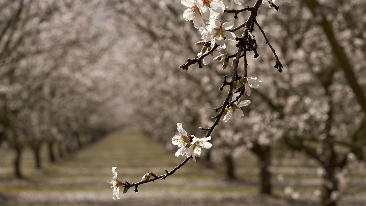 Wet almond branch in bloom