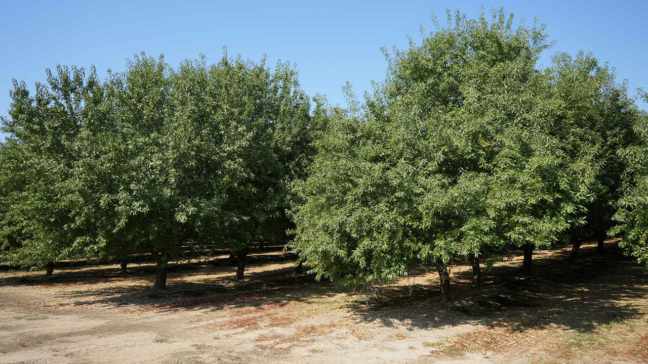 Almonds