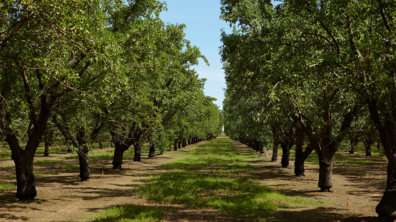 Almond Board of California 2025 Elections Begin April 21