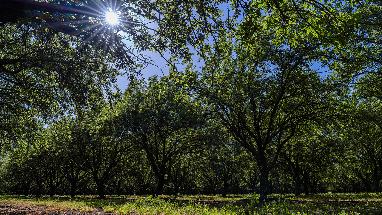 Small Increase in Bearing Almond Acreage Continues Trend Toward Drops in Overall Acreage