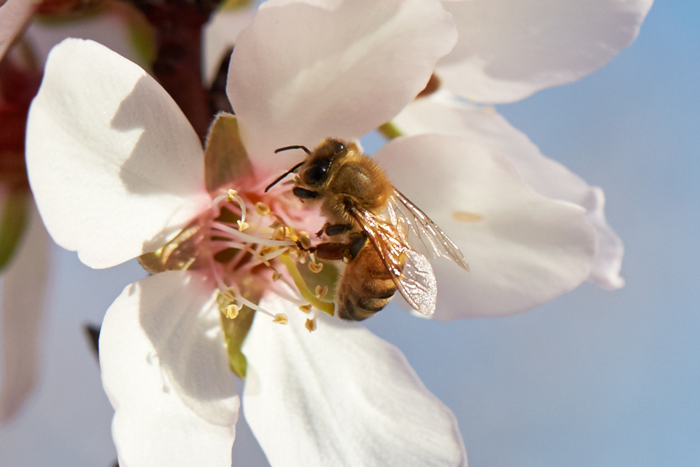Protecting Pollinators: Eight tips for pesticide use at bloom