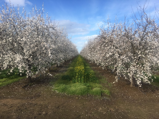Almonds with cover crop blooming