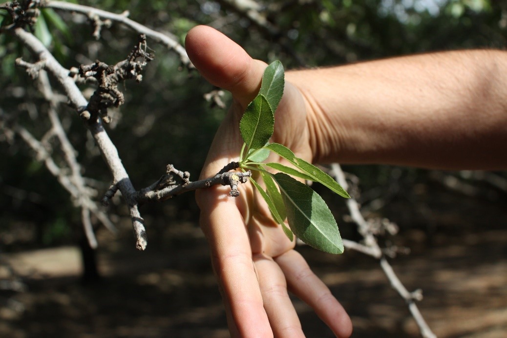 Leaf Sampling