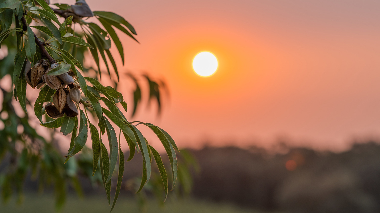 USDA Final Forecast Projects Slightly Larger 2023 Almond Crop