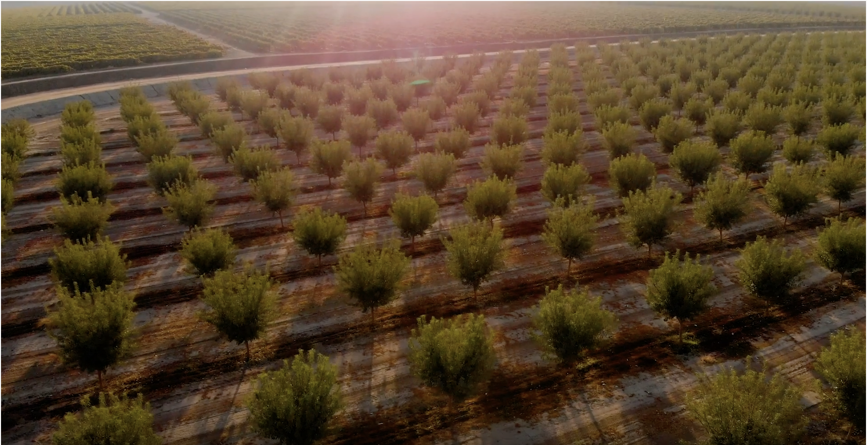 Almond Industry 2025 Goals
