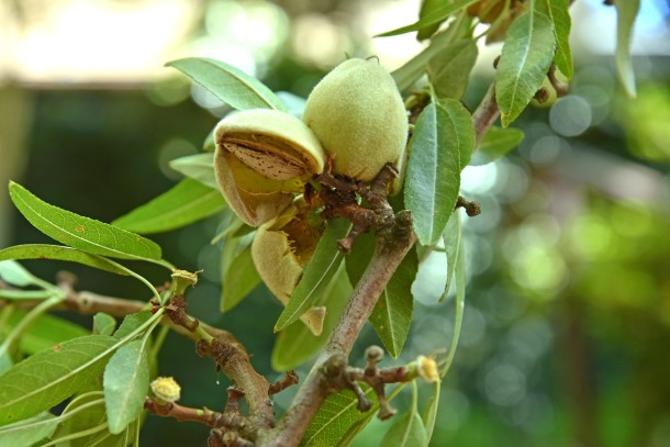 almond hull on tree