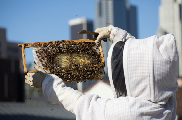 bee keeper extracting honey.png