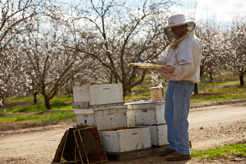 beekeeper hive inspection