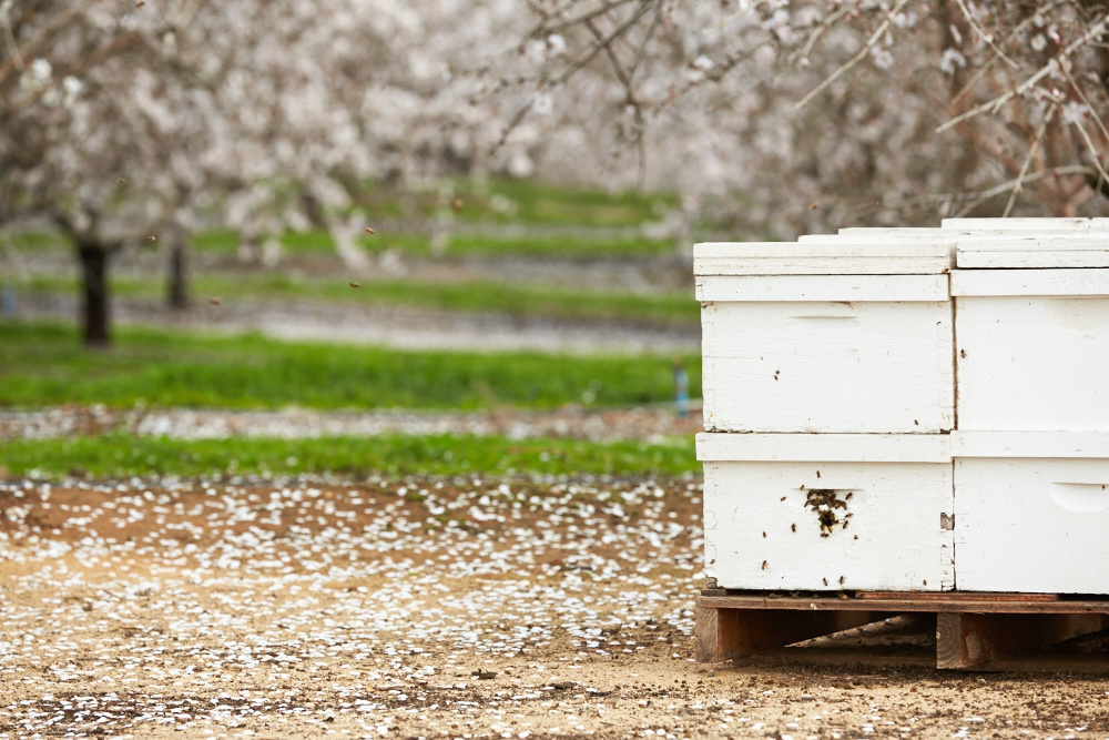 bee box.jpg