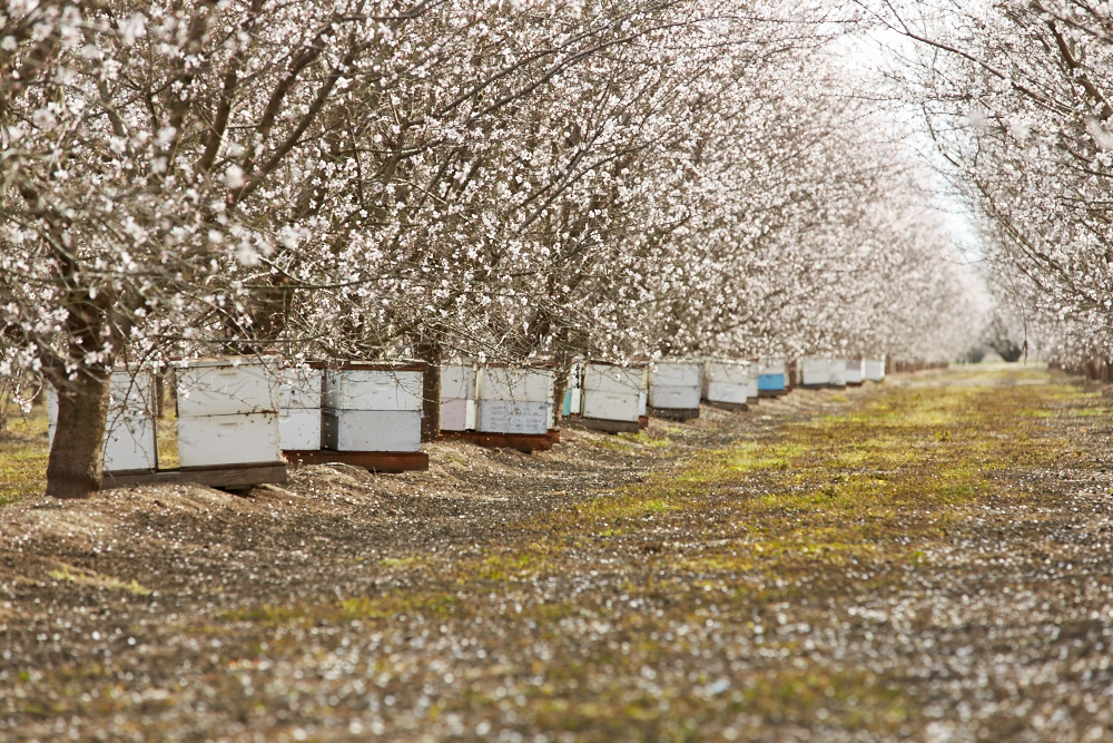 bee boxes.jpg