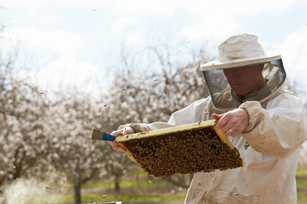 bee research4.jpg