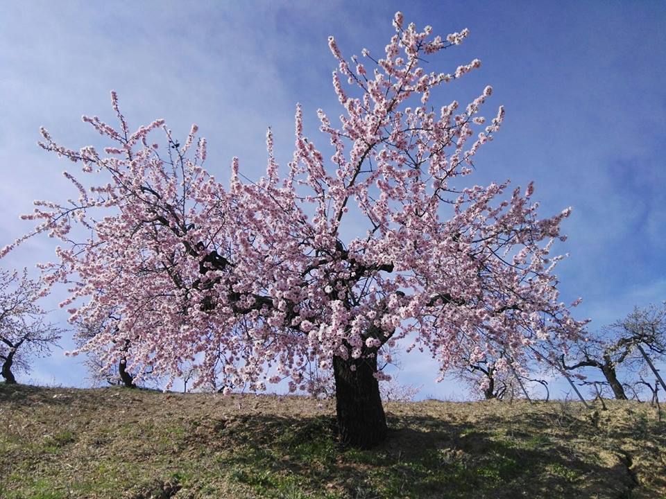 bloom_winner_1_almendras_cremades.jpg