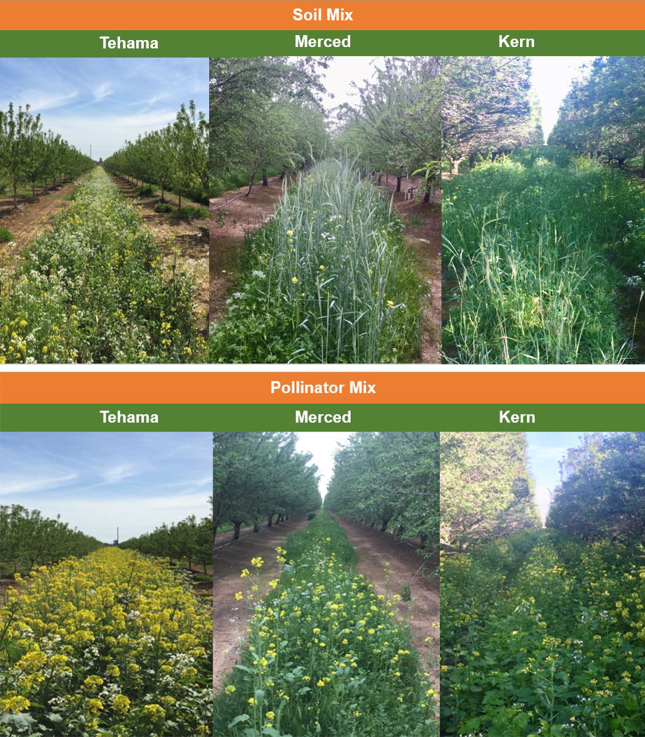 Soil mix and pollinator mix cover crop trials in almond orchards