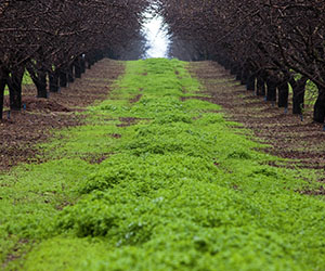 Cover crops in an almond orchard