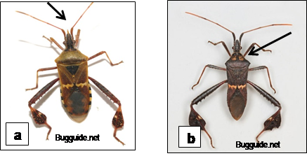 Leaffooted bug_0.png
