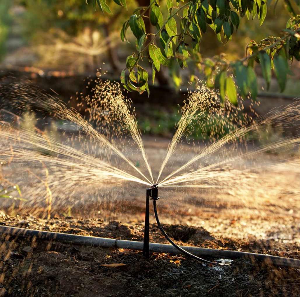 sprinkler watering almond crops