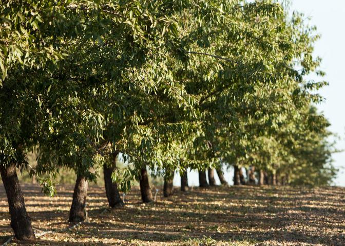 Almond Trees In Texas