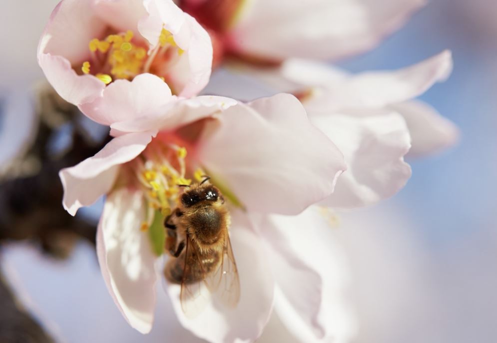 Statement from the Almond Board of California on the White House Pollinator Health Task Force Strategy